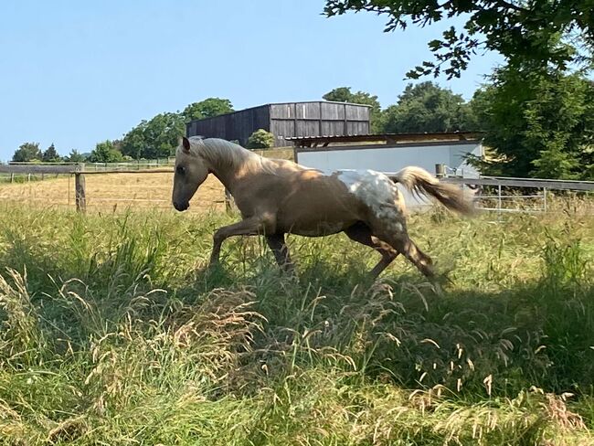 Super schicker Appaloosa Wallach der keine Wünsche offen lässt, Andrea Klein, Horses For Sale, Marienmünster, Image 2