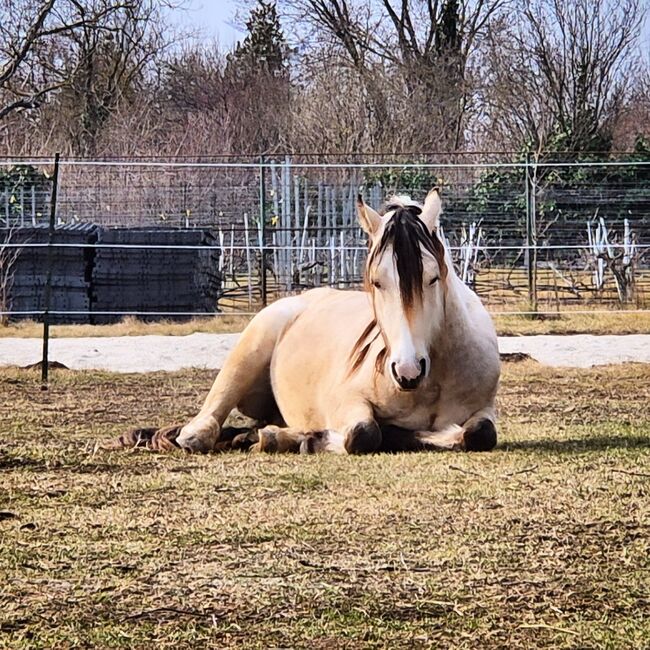 Super schicker Welsh Cob in Sonderlackierung, Nadja Klement , Horses For Sale, Enzersdorf/Fischa, Image 4