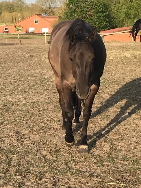 super sitzbequeme Quarter Horse Stute, Kerstin Rehbehn (Pferdemarketing Ost), Horses For Sale, Nienburg, Image 2