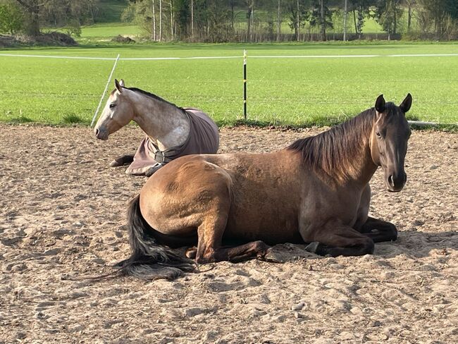 super sitzbequeme Quarter Horse Stute, Kerstin Rehbehn (Pferdemarketing Ost), Horses For Sale, Nienburg, Image 3