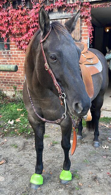 super sitzbequeme Quarter Horse Stute, Kerstin Rehbehn (Pferdemarketing Ost), Horses For Sale, Nienburg, Image 5
