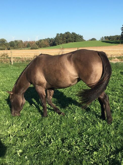 super sitzbequeme Quarter Horse Stute, Kerstin Rehbehn (Pferdemarketing Ost), Horses For Sale, Nienburg