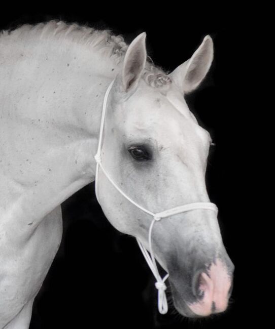 Super sitzbequemer, hübscher Andalusier Wallach, Kerstin Rehbehn (Pferdemarketing Ost), Horses For Sale, Nienburg