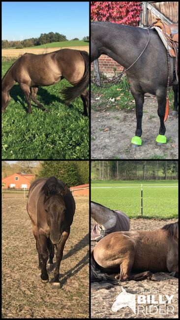 super sitzbequeme Quarter Horse Stute, Kerstin Rehbehn (Pferdemarketing Ost), Horses For Sale, Nienburg, Image 7