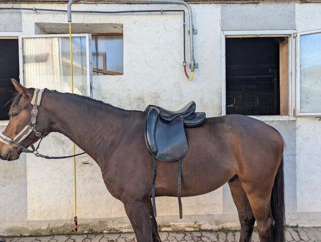 Superbequemen Signum Sattel 16 Zoll, Signum Lotus, Amy63, Dressage Saddle, Dentlein, Image 8