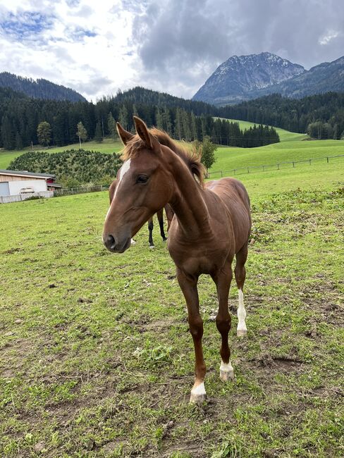 Supercooles Springpferde-Hengstfohlen, Johann Struber, Horses For Sale, Abtenau, Image 2