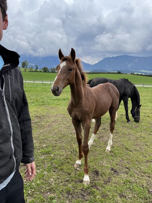 Supercooles Springpferde-Hengstfohlen, Johann Struber, Horses For Sale, Abtenau