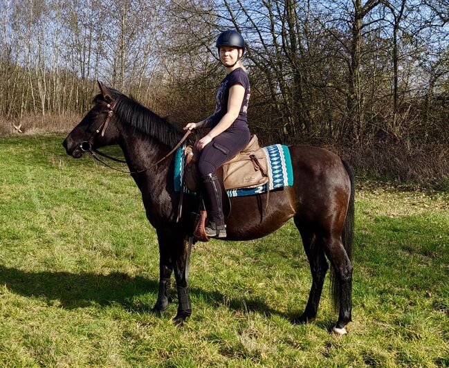 Super verschmuste Rappstute, Sarah , Horses For Sale, Weißenthurm 