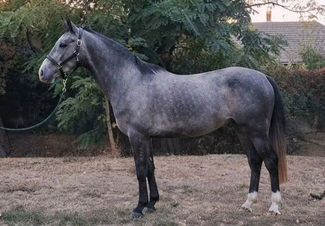 Super D pony, Loren, Konie na sprzedaż, Kecskemét 