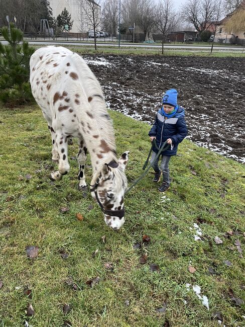 Superliebe Appaloosastute, Andreas Lüttich , Horses For Sale, Selke-Aue, Image 4