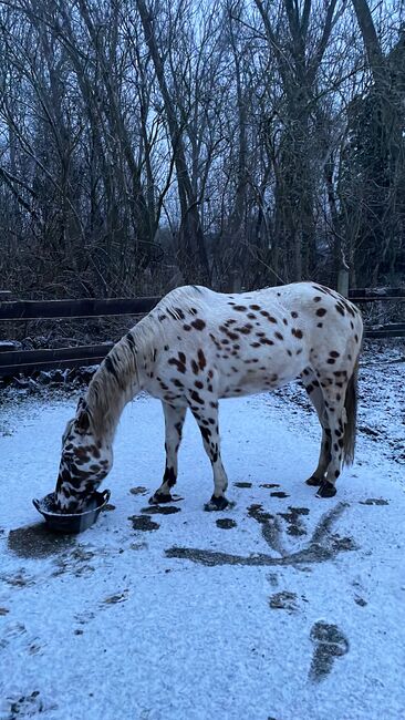 Superliebe Appaloosastute, Andreas Lüttich , Horses For Sale, Selke-Aue, Image 6