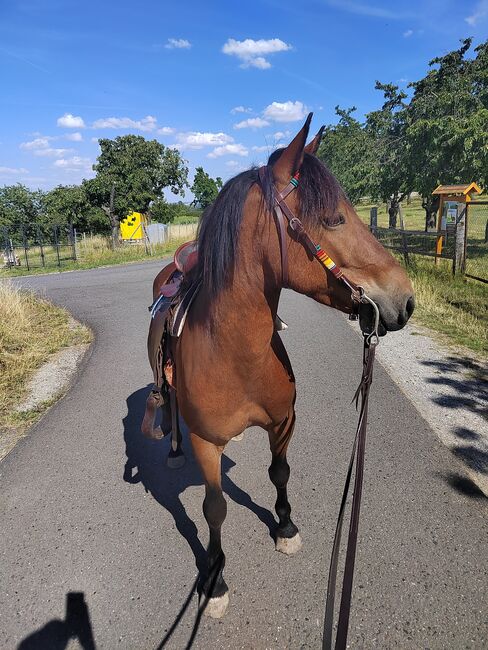 Super lieber Wallach, Jenny Heilig, Horses For Sale, Erfurt