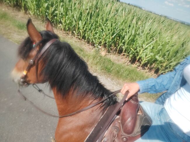 Super lieber Wallach, Jenny Heilig, Horses For Sale, Erfurt, Image 5