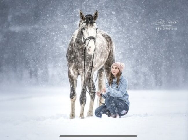 Super lieber Wallach, perfekt für gehobenen Amateur, Ramona Teering, Horses For Sale, Gladbeck , Image 13