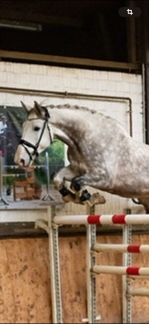 Super lieber Wallach, perfekt für gehobenen Amateur, Ramona Teering, Horses For Sale, Gladbeck , Image 11