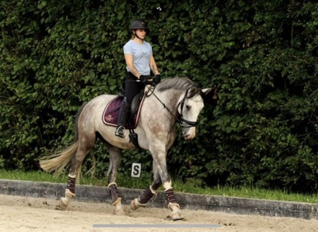 Super lieber Wallach, perfekt für gehobenen Amateur, Ramona Teering, Horses For Sale, Gladbeck , Image 8