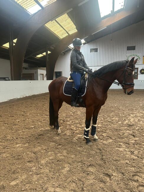 Super brave Stute, für Anfänger geeignet, B.M., Konie na sprzedaż, Großheide