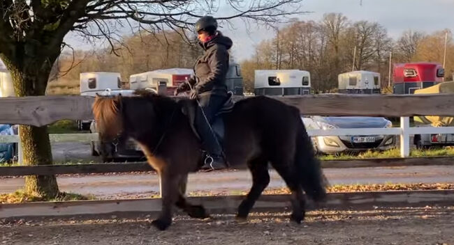 Super braves Islandpferd, Silke Köhler, Konie na sprzedaż, Image 11