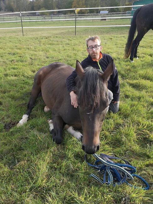 Super lieber Freizeitpartner, Heide Losse, Konie na sprzedaż, Wittgert 