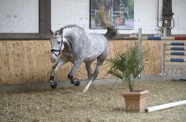 Super lieber Wallach, perfekt für gehobenen Amateur, Ramona Teering, Konie na sprzedaż, Gladbeck , Image 16