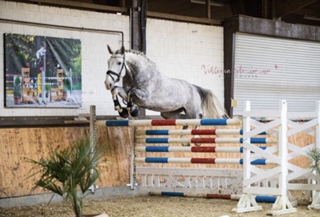 Super lieber Wallach, perfekt für gehobenen Amateur, Ramona Teering, Konie na sprzedaż, Gladbeck , Image 19