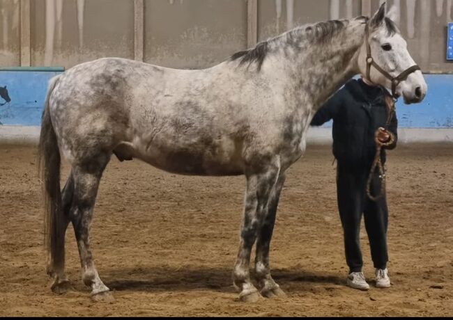 Super lieber Warmblut Wallach, Kerstin Rehbehn (Pferdemarketing Ost), Konie na sprzedaż, Nienburg, Image 4