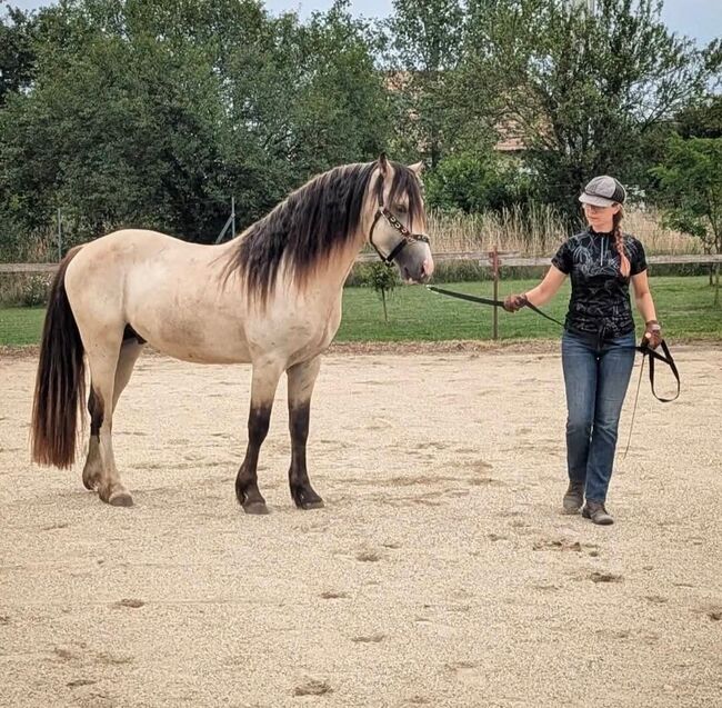 Super schicker Welsh Cob in Sonderlackierung, Nadja Klement , Konie na sprzedaż, Enzersdorf/Fischa, Image 8