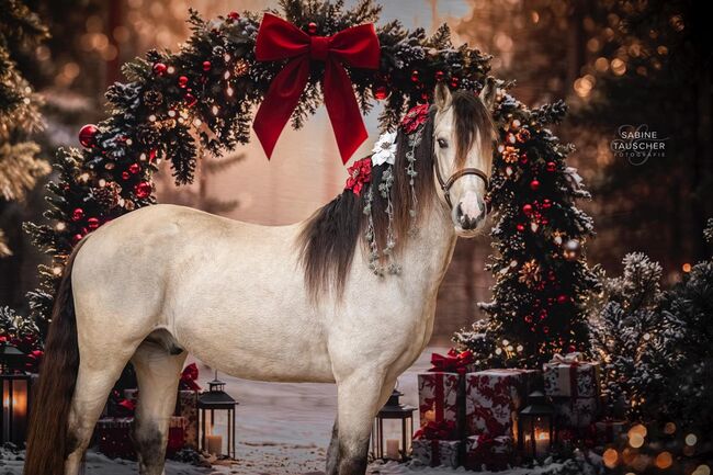 Super schicker Welsh Cob in Sonderlackierung, Nadja Klement , Konie na sprzedaż, Enzersdorf/Fischa