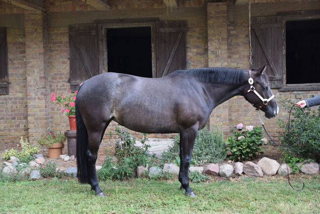 super nette, blue roan Quarter Horse Stute, Kerstin Rehbehn (Pferdemarketing Ost), Horses For Sale, Nienburg