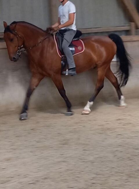 Super Freizeitpferd, Dr. Bukasa, Horses For Sale, Wien, Image 5