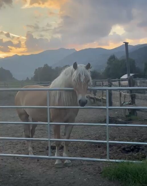 Super Haflinger Stute, Anna Bischof, Horses For Sale, Sankt Peter am Kammersberg, Image 2