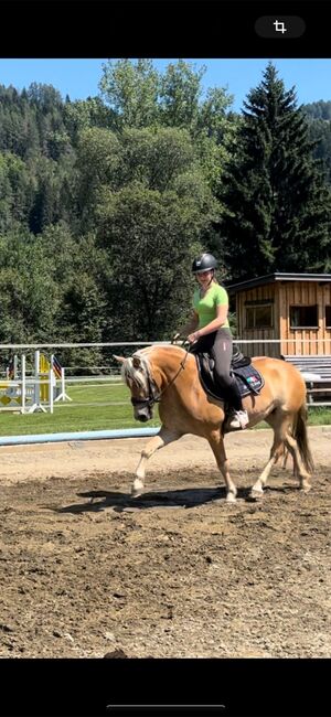 Super Haflinger Stute, Anna Bischof, Horses For Sale, Sankt Peter am Kammersberg, Image 3