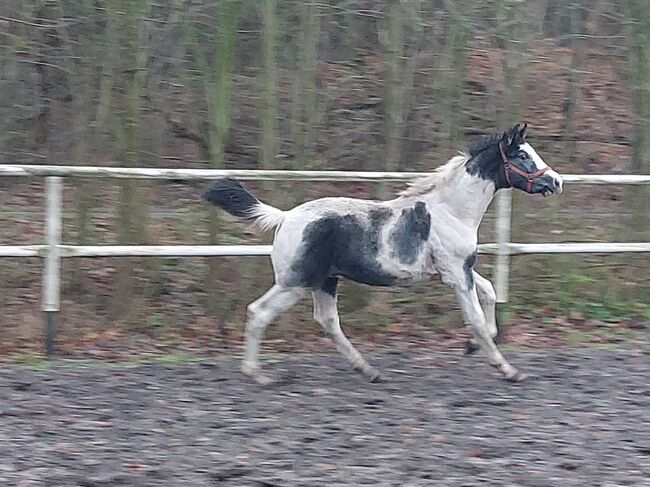 Super Hengsfohlen mit gut Springabstammung - Nevados S linie, Klara, Horses For Sale, Chelmno