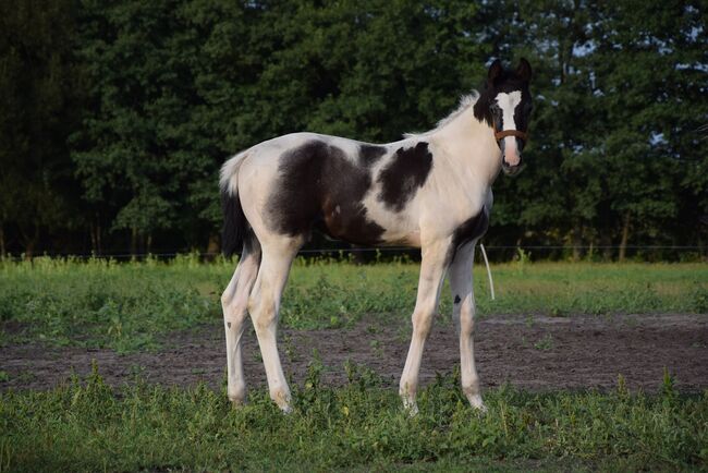 Super Hengsfohlen mit gut Springabstammung - Nevados S linie, Klara, Horses For Sale, Chelmno