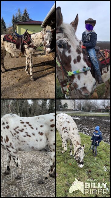 Superliebe Appaloosastute, Andreas Lüttich , Horses For Sale, Selke-Aue, Image 10