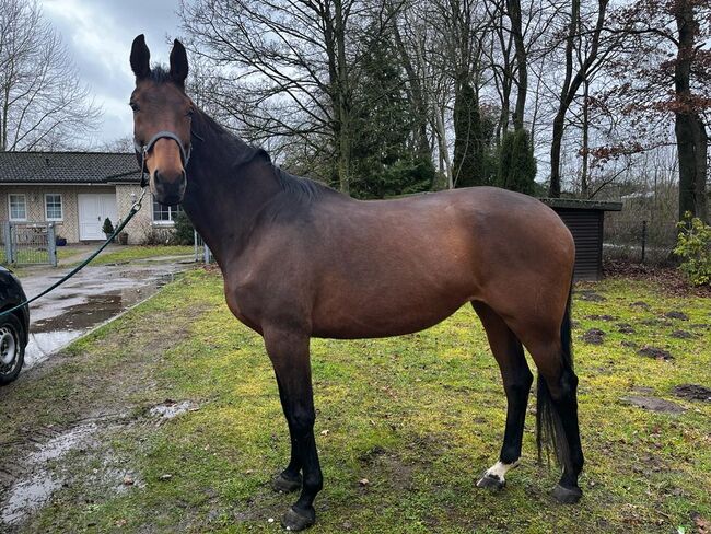 Super liebe Hannoveraner Stute, C. Schoof , Horses For Sale, Aumühle, Image 3