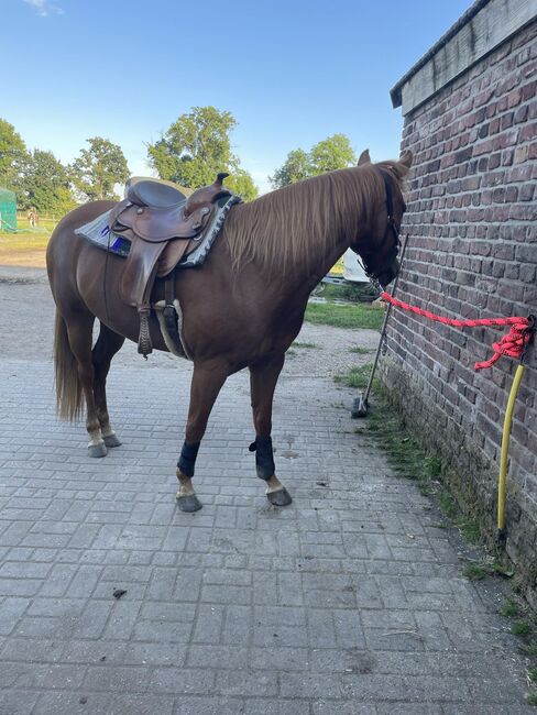 Super liebe Quarter Horse Stute abzugeben, Kerstin Rehbehn (Pferdemarketing Ost), Pferd kaufen, Nienburg, Abbildung 7