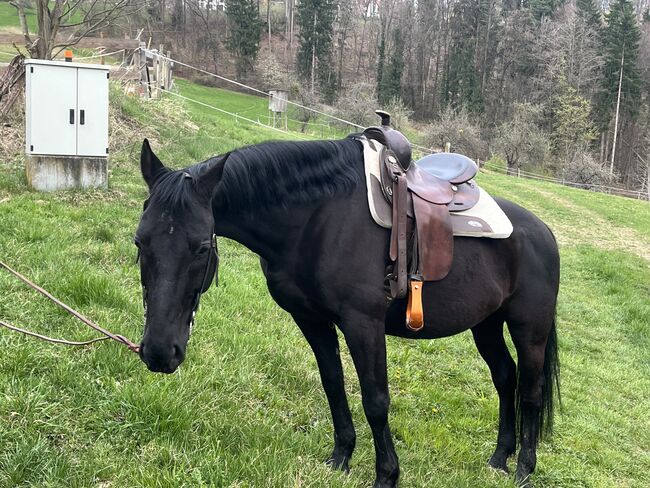Super Lieber Wallach, Lena Wikony, Pferd kaufen, Gleisdorf 