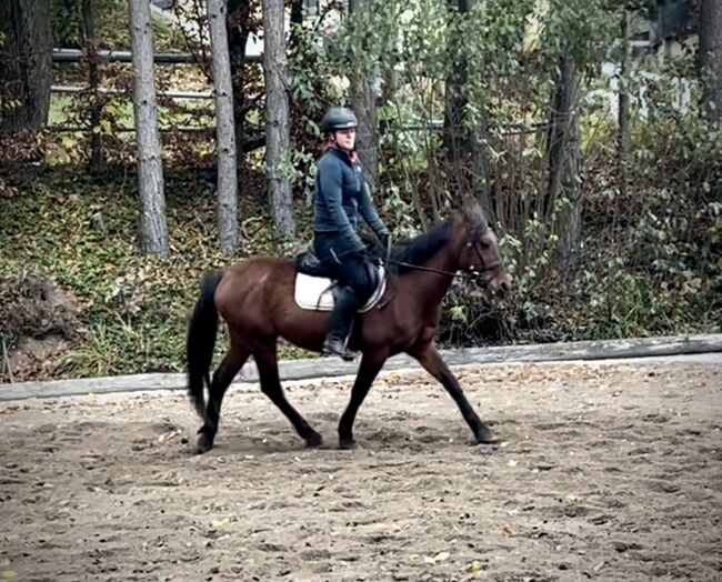 Super liebes Pony, Pferdeglück (Pferdeglück GmbH), Pferd kaufen, Pelmberg, Abbildung 4