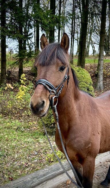 Super liebes Pony, Pferdeglück (Pferdeglück GmbH), Pferd kaufen, Pelmberg