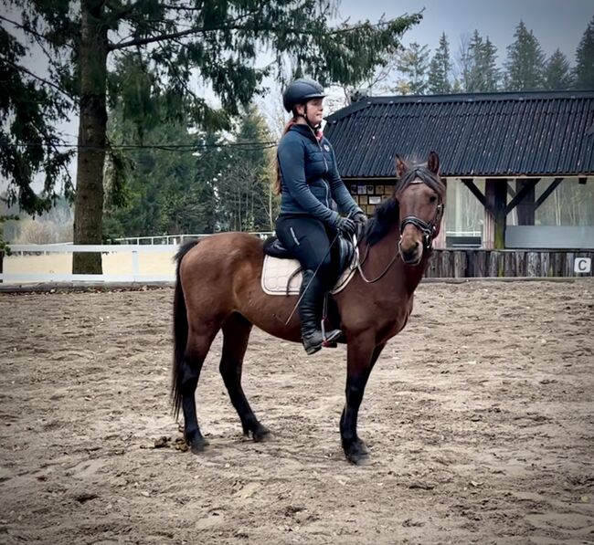 Super liebes Pony, Pferdeglück (Pferdeglück GmbH), Pferd kaufen, Pelmberg, Abbildung 7