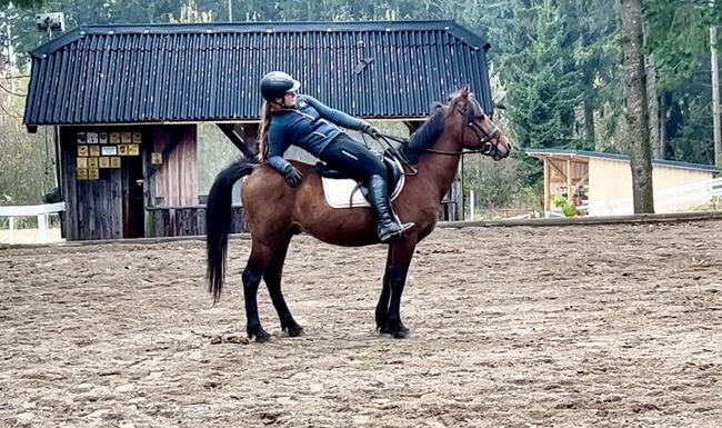 Super liebes Pony, Pferdeglück (Pferdeglück GmbH), Pferd kaufen, Pelmberg, Abbildung 6