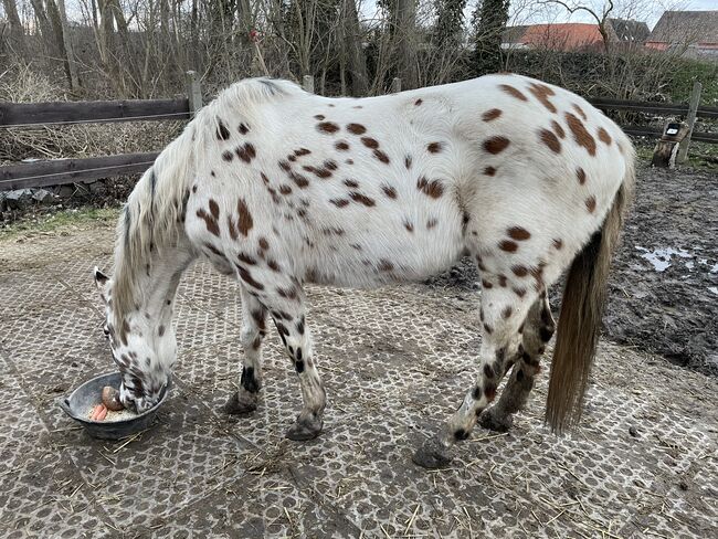 Superliebe Appaloosastute, Andreas Lüttich , Horses For Sale, Selke-Aue, Image 3