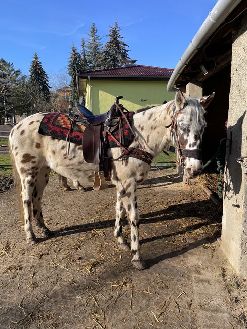 Superliebe Appaloosastute, Andreas Lüttich , Horses For Sale, Selke-Aue