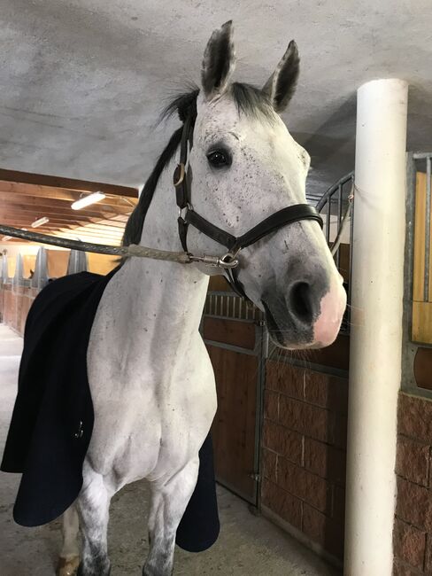 Super lieber Holsteiner sucht Bestplatz, Sarah , Horses For Sale, Sterzing