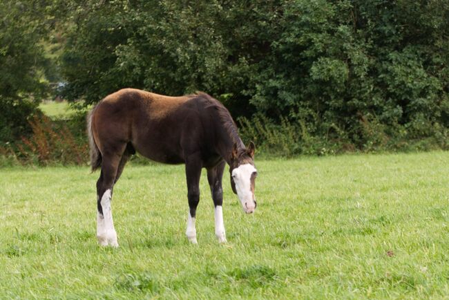 Superlieber, ruhiger Quarter Horse Absetzer mit top Reining Abstammung, Kerstin Rehbehn (Pferdemarketing Ost), Horses For Sale, Nienburg, Image 4