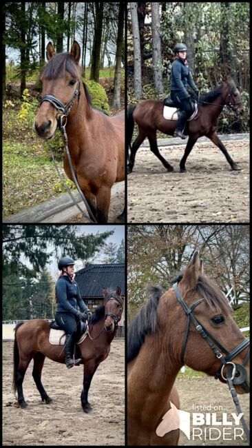 Super liebes Pony, Pferdeglück (Pferdeglück GmbH), Horses For Sale, Pelmberg, Image 8