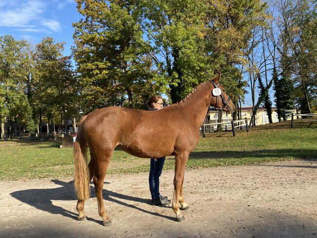 Superliebes Reitpony mit Zukunftsperspektive, Barbara , Horses For Sale, Kallham, Image 8