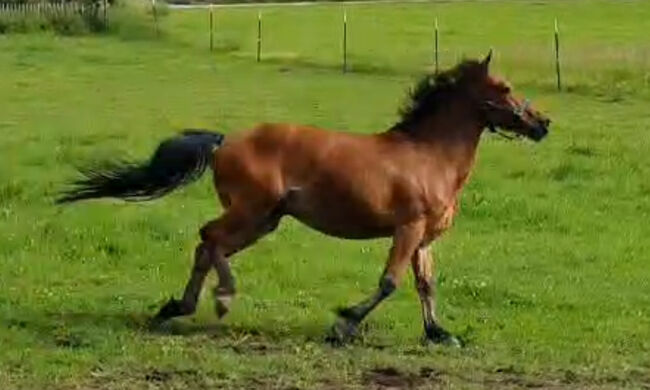 Super süßes Reitpony Wallach 6 Jahre sucht liebevolles zu Hause, Sandra, Horses For Sale, München 
