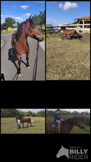 Super lieber Wallach, Jenny Heilig, Horses For Sale, Erfurt, Image 6